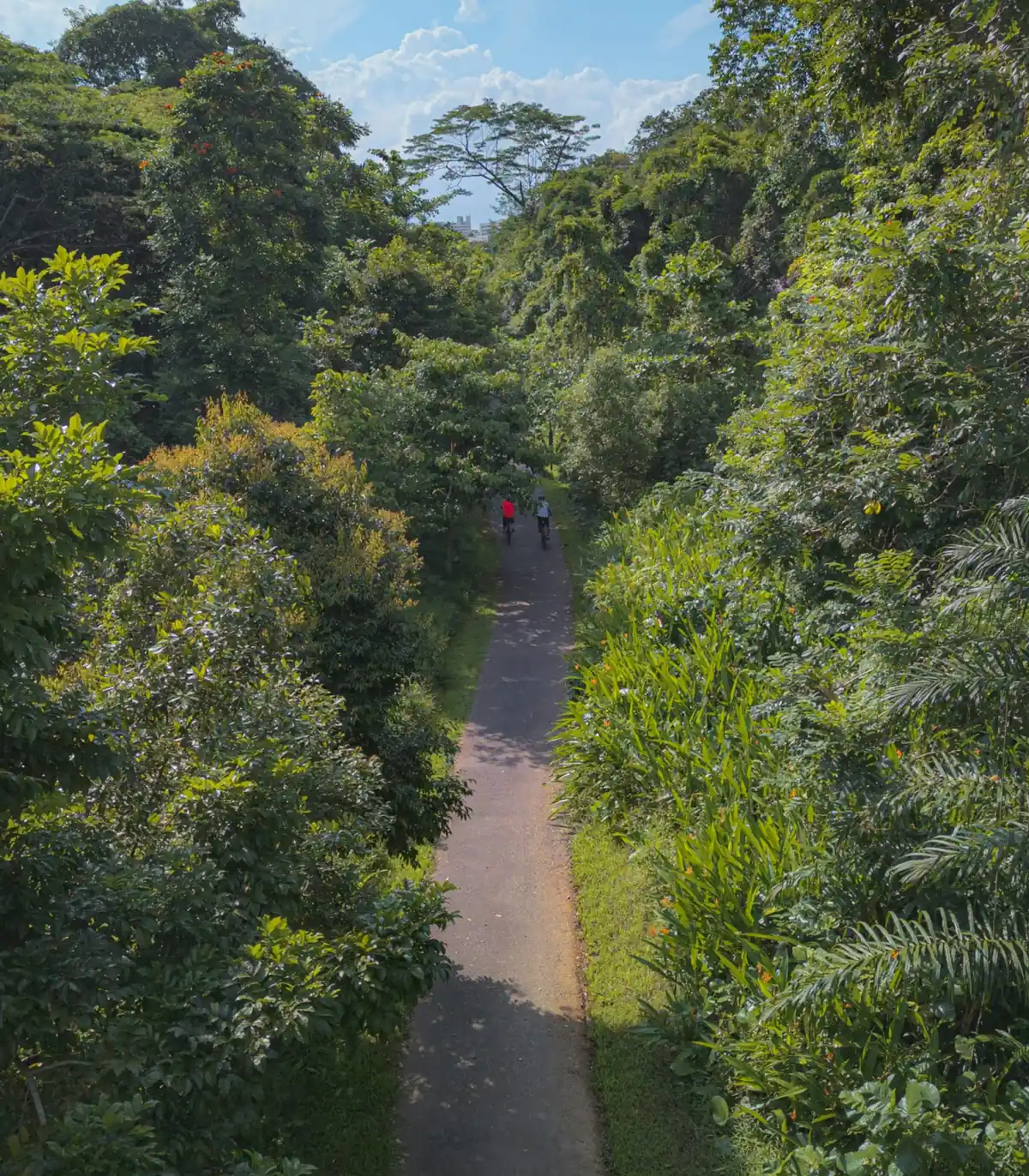 Lush Green Pathway: A serene, tree-lined pathway through the lush green Rail Corridor, inviting for morning walks or peaceful bike rides surrounded by nature’s tranquility.